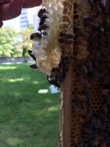 Bienen im Olymp